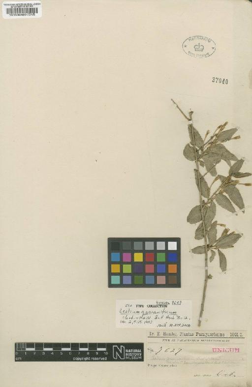 Cestrum guaraniticum Chodat & Hassl. - BM000590489