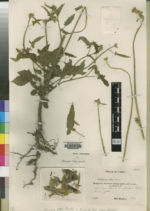 Hibiscus ottoi Exell - BM000645499