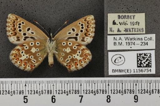 Lysandra coridon ab. parisiensis Gerhard, 1852 - BMNHE_1156754_108133