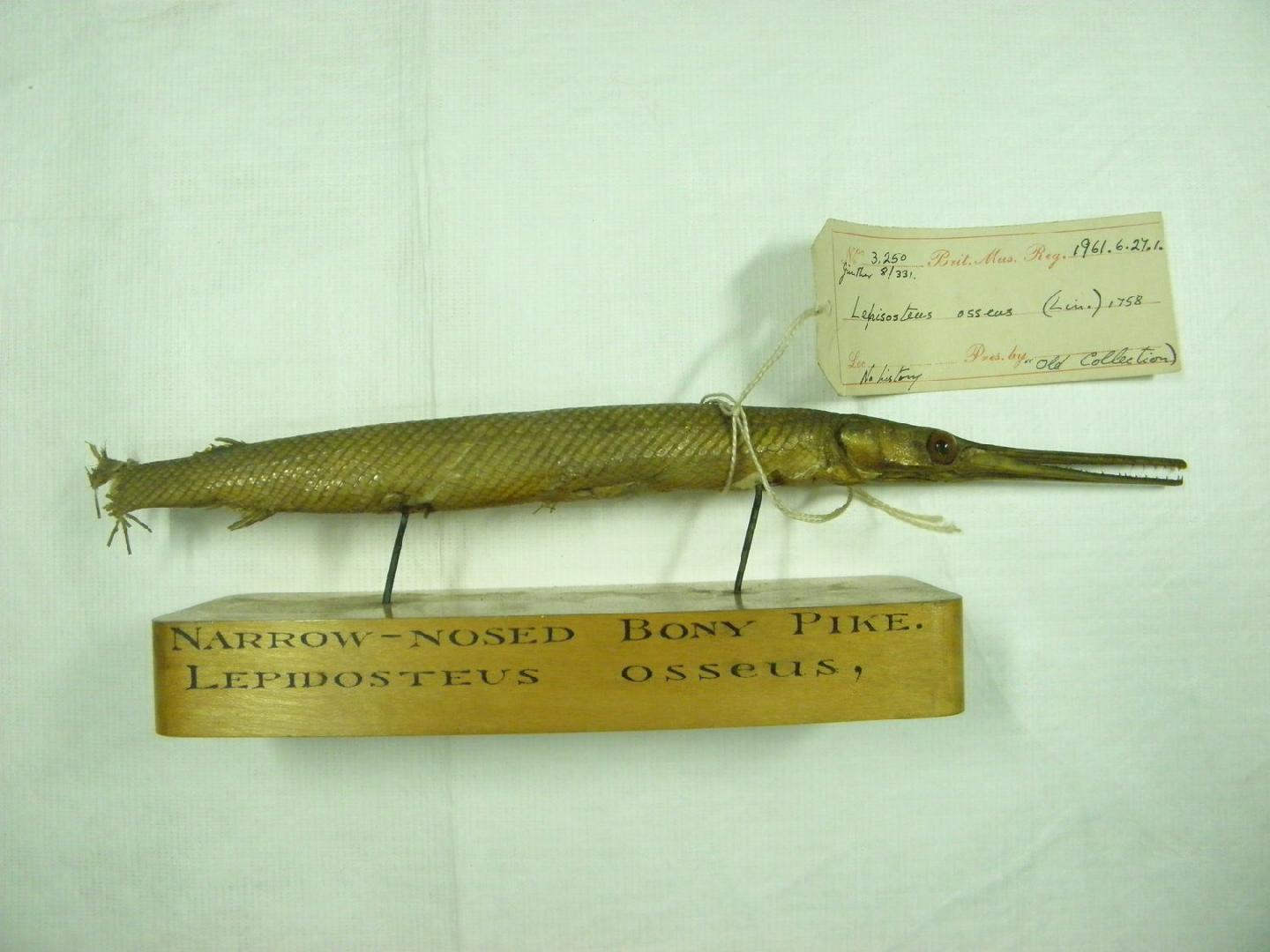 To NHMUK collection (Lepisosteus gracilis Richardson, 1836 ex Agassiz; SYNTYPE; NHMUK:ecatalogue:2526762)