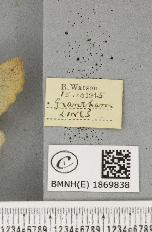 Colotois pennaria (Linnaeus, 1761) - BMNHE_1869838_label_454731