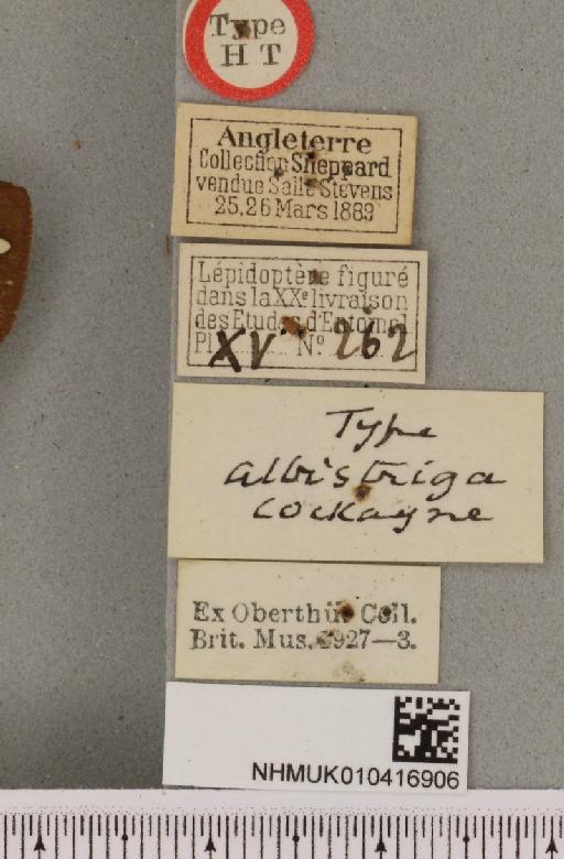 Arctia caja ab. albistriga Cockayne, 1949 - NHMUK_010416906_label_529304