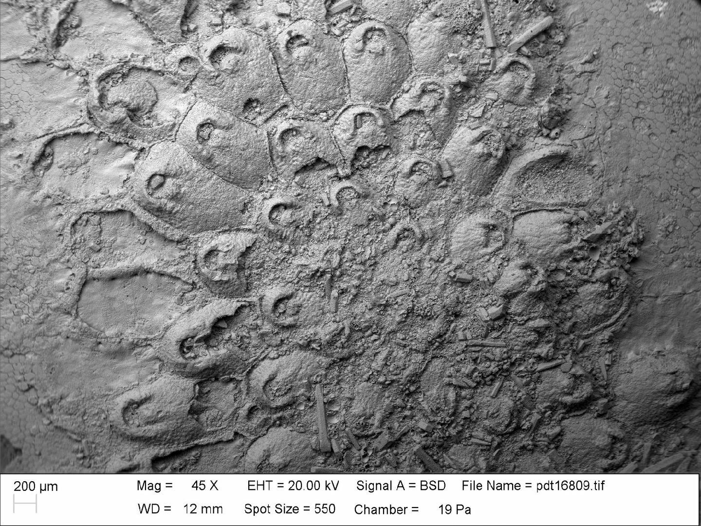 To NHMUK collection (Aspidostoma Hincks, 1881; NHMUK:ecatalogue:4143293)