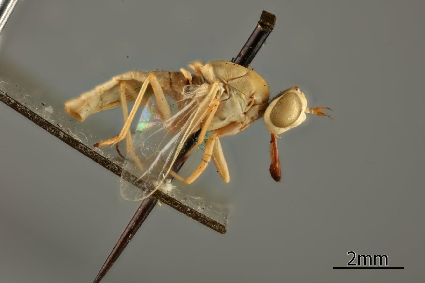 Heterotropus indicus