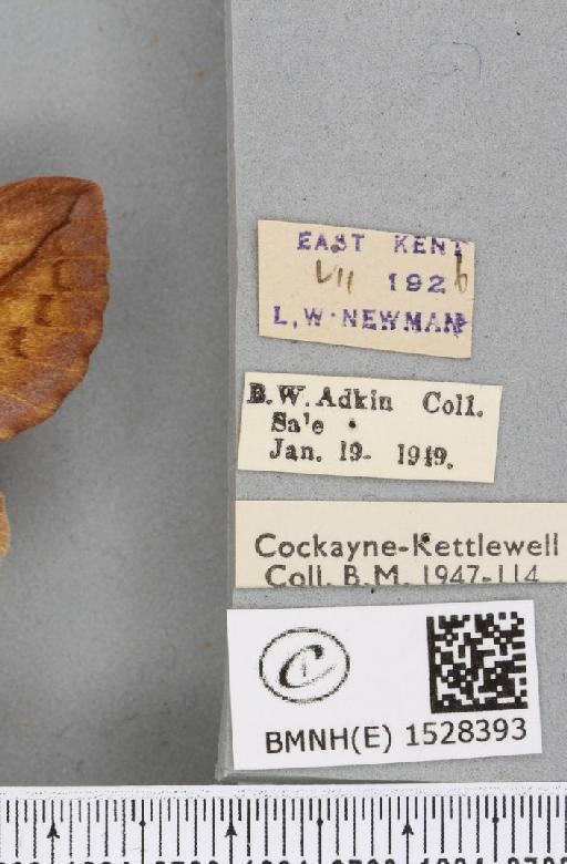 Euthrix potatoria ab. lilacina Cockayne, 1951 - BMNHE_1528393_label_196901