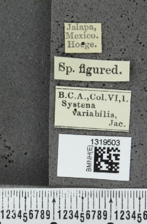 Systena variabilis Jacoby, 1884 - BMNHE_1319503_label_26487