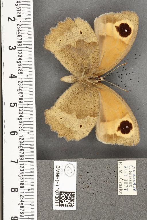 Maniola jurtina insularis ab. antiparvipuncta Leeds, 1950 - BMNHE_1073011_39758
