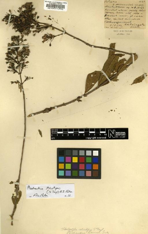 Plectranthus strictipes (G.Taylor) A.J.Paton - BM000564014