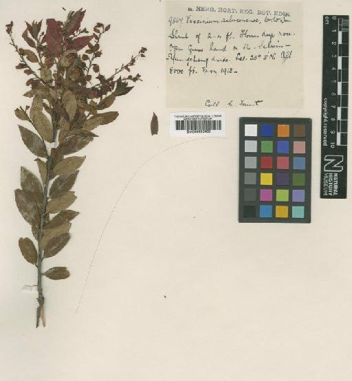 Vaccinium fragile var. mekongense (W.W.Sm.) Sleumer - BM000996463