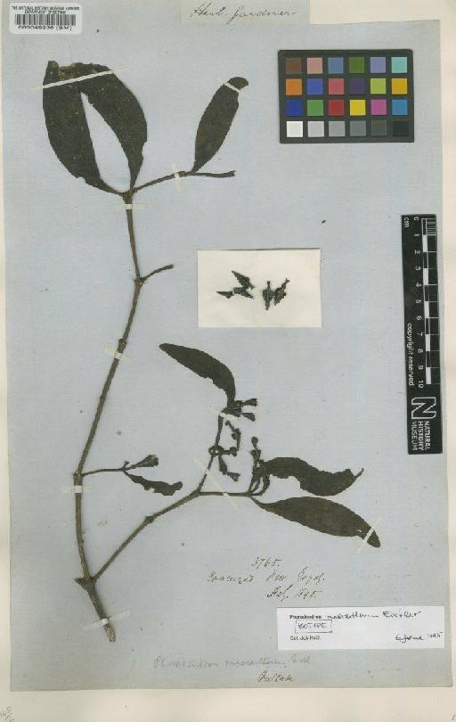 Phoradendron macranthum Eichler - BM000049238