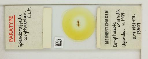 Splendoroffula corythaeola Clay & Meinertzhagen, 1941 - 010693007_108785_1431684
