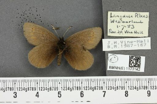 Erebia epiphron mnemon (Haworth, 1812) - BMNHE_1173142_28738