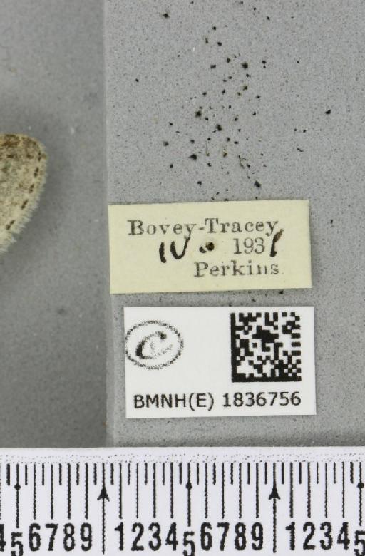 Trichopteryx carpinata (Borkhausen, 1794) - BMNHE_1836756_label_409516