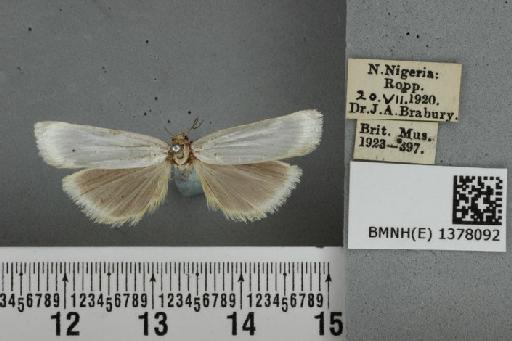Charltona argyrastis Hampson, 1919 - BMNH(E) 1378092 Charltona argyrastis Hampson dorsal & labels