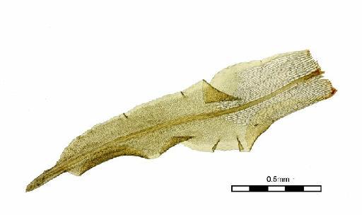 Mitthyridium undulatum (Dozy & Molk.) H.Rob. - Syrrhopodon binsteadii_BM000662364wholeleaf2.jpg