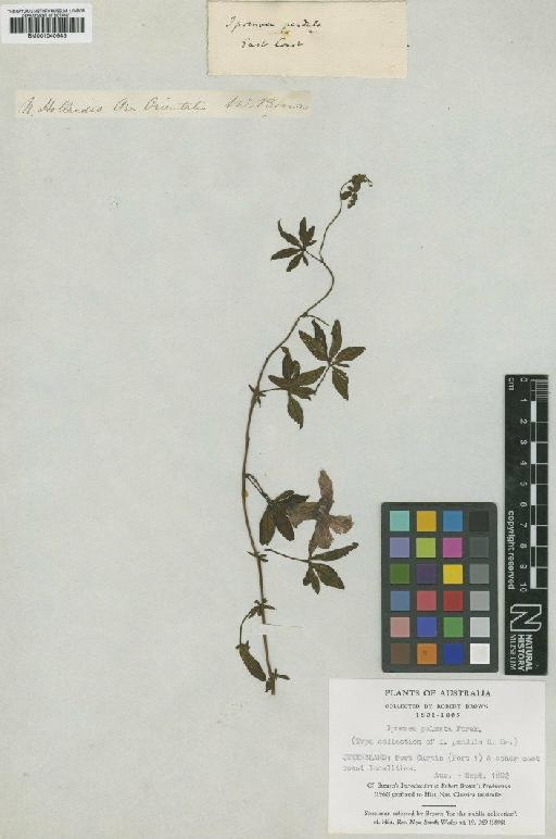 Ipomoea cairica (L.) Sweet - BM001040643