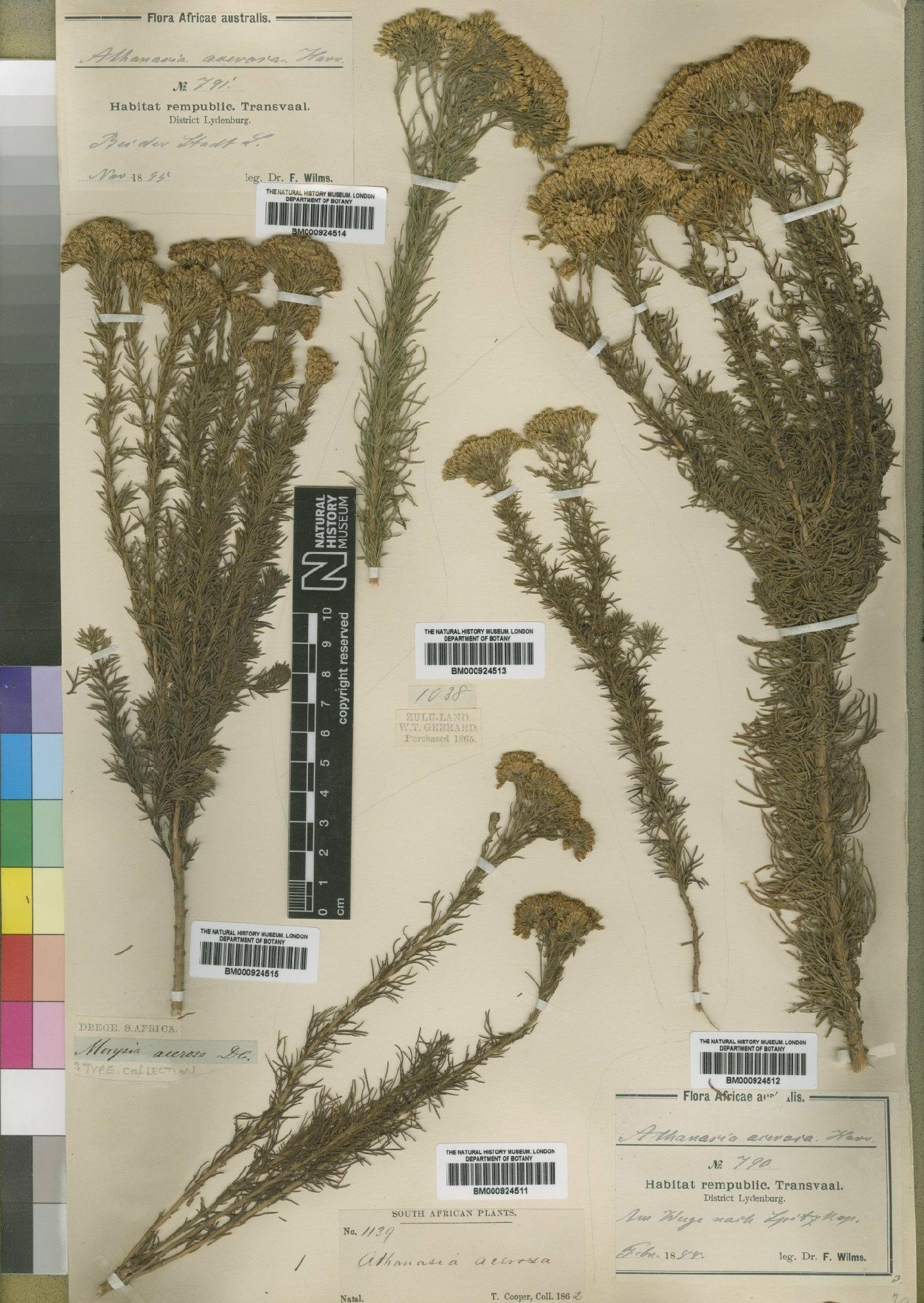 To NHMUK collection (Phymaspermum acerosum (DC.) Källersjö; NHMUK:ecatalogue:4529528)