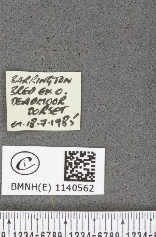 Thecla betulae (Linnaeus, 1758) - BMNHE_1140562_label_95999