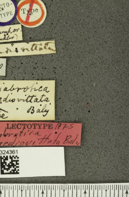 Acalymma mediovittatum (Baly, 1886) - BMNHE_1324361_label_20844