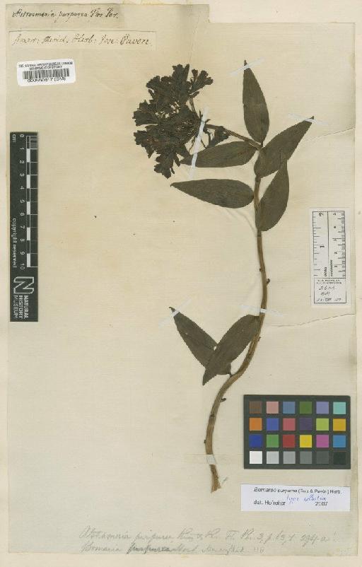 Bomarea purpurea (Ruiz & Pav.) Herb. - BM000560617