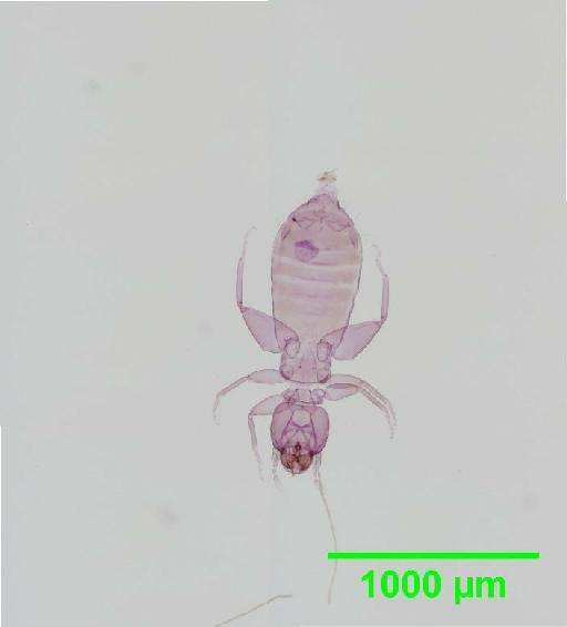 Liposcelis decolor Pearman, 1925 - 010150786__2016_03_16_s3