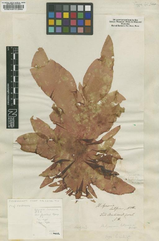Rhodoglossum gigartinoides (Sond.) Edyvane & Womersley - BM000044255