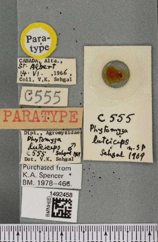 Phytomyza flavicornis Fallén, 1823 - BMNHE_1492458_label_54173