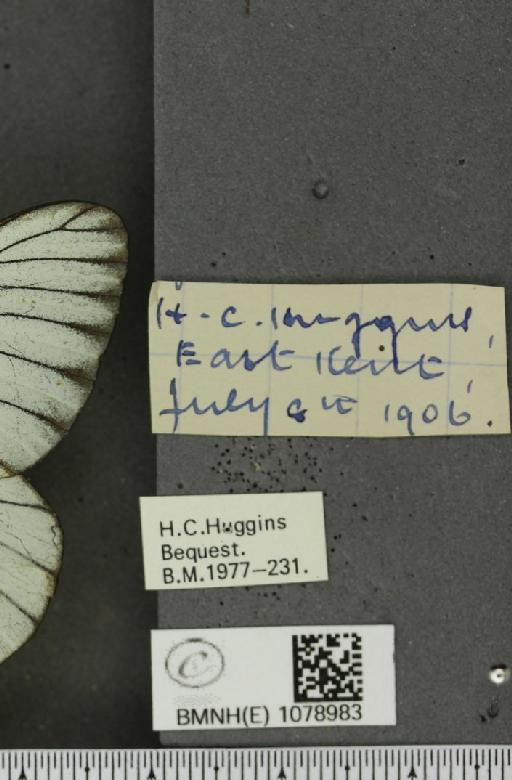 Aporia crataegi (Linnaeus, 1758) - BMNHE_1078983_label_70035