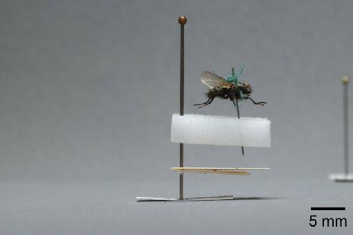 Sarcophaga (Myorhina) nigriventris Meigen, 1826 - 015092322_lateral