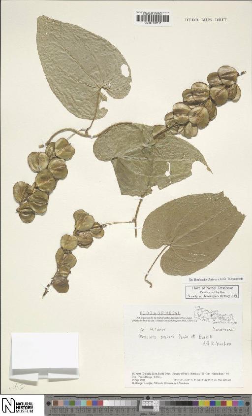 Dioscorea prazeri Prain & Burkill - BM001049516