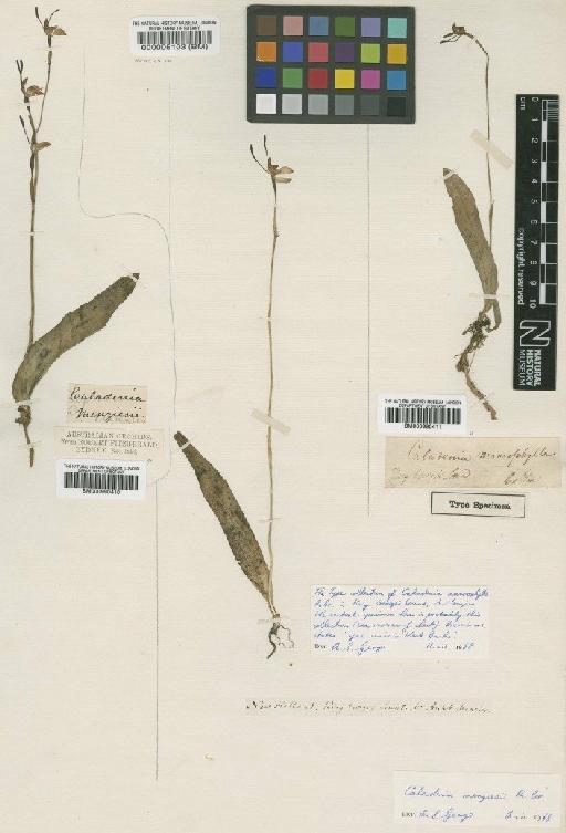 Caladenia menziesii R.Br. - BM000990411