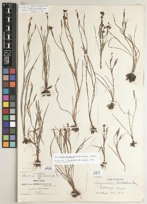 Sisyrinchium tenuifolium Humb. & Bonpl. ex Willd. - BM013767143