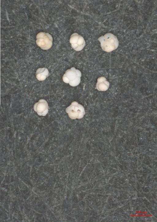 Candeina nitida Orbigny, 1839 - ZF6802