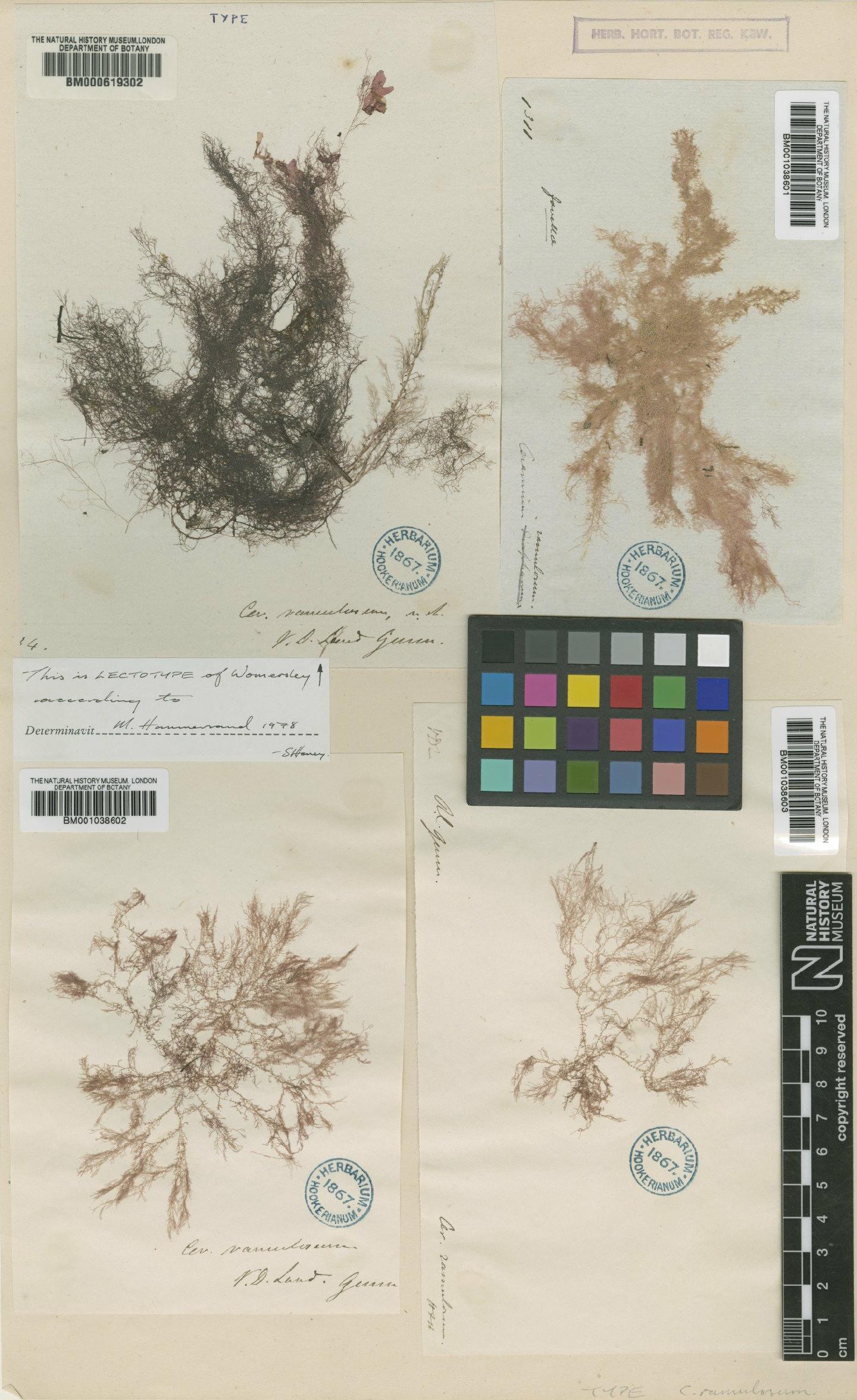 To NHMUK collection (Ceramium cliftonianum J.Agardh; Lectotype; NHMUK:ecatalogue:4790695)