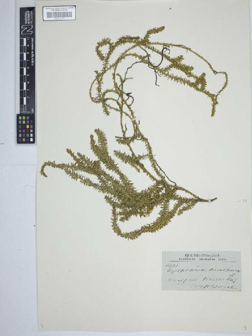 Lycopodium annotinum L. - BM001184300