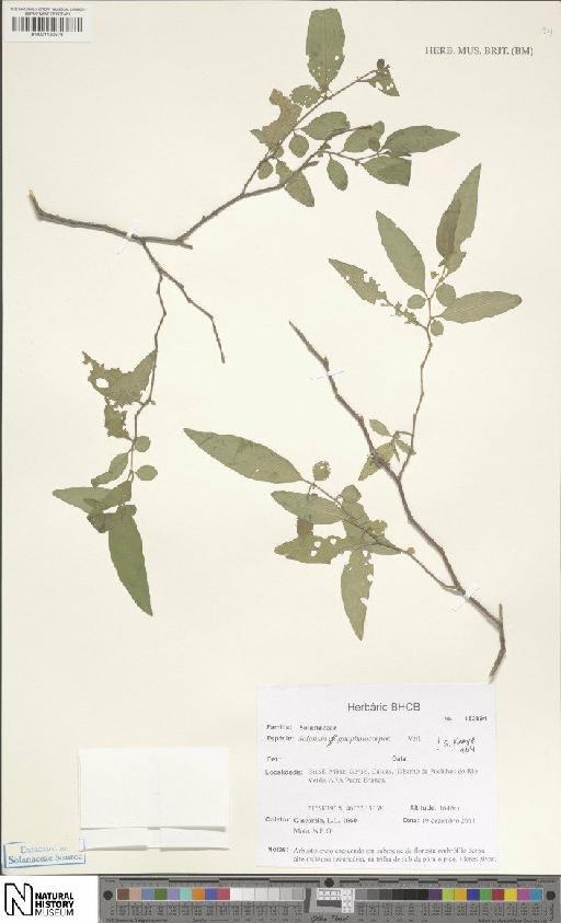 Solanum gnaphalocarpon Vell. - BM001120578