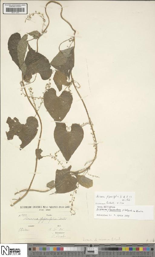 Dioscorea glandulosa (Griseb.) Klotzsch ex Kunth - BM001190488