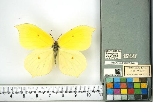 Gonepteryx aspasia infrasubspecies pultaina Doi, 1929 - NHMUK010576910_Gonepteryx_aspasia_Menetries_dorsal