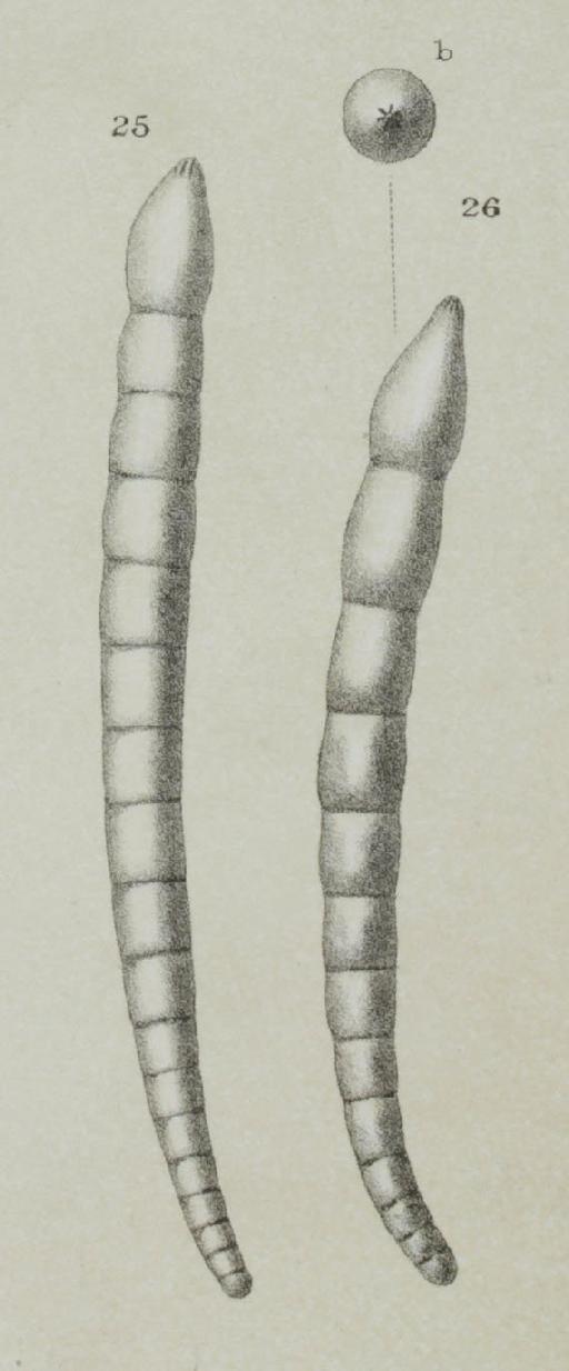 Nodosaria retrorsa var. emaciata Reuss - ZF1939_62_25-26_Dentalina_subemaciata.jpg