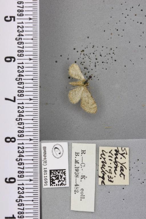 Eupithecia haworthiata Doubleday, 1856 - BMNHE_1811691_379191