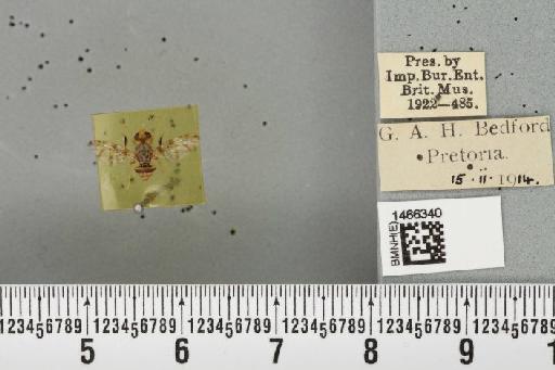 Ceratitis (Pterandrus) quilicii De Meyer et al., 2016 - BMNHE_1466340_26954