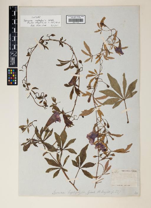 Ipomoea carolina L. - 001191385