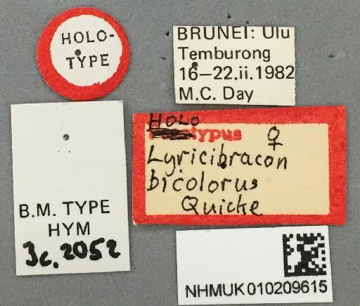 Lyricibracon bicolorus Quicke, 1988 - Lyricibracon_bicolorus_010209615_labels