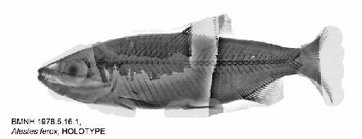 Alestes ferox Hopson & Hopson, 1982 - BMNH 1978.5.16.1, Alestes ferox, HOLOTYPE, Radiograph