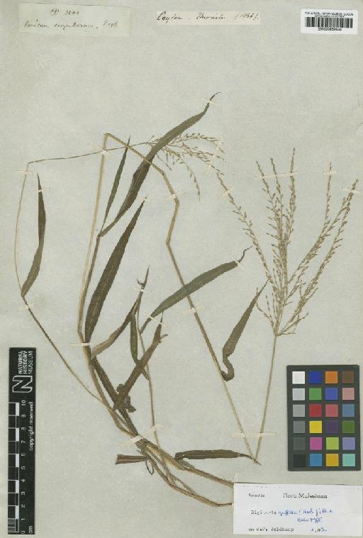 Digitaria griffithii (Hook.f.) Henrard - BM000959634