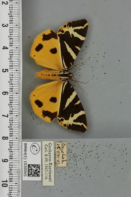 Euplagia quadripunctaria Staudinger, 1861 - BMNHE_1530065_208943