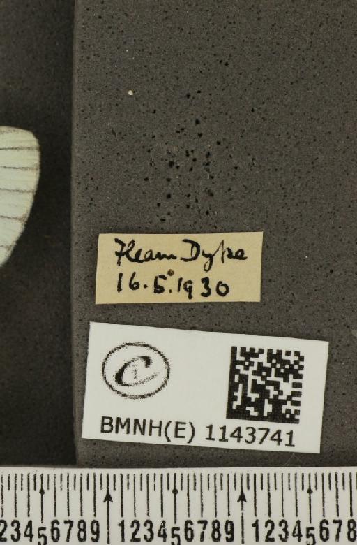 Pieris napi sabellicae Stephens, 1827 - BMNHE_1143741_label_98709