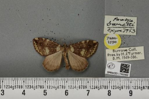 Hydriomena furcata ab. barretti Cockayne, 1953 - BMNHE_1749962_327726