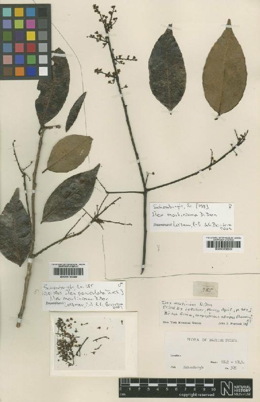 Ilex martiniana D.Don - BM000992050