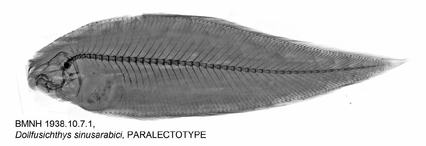 Cynoglossus sinusarabici thumbnail